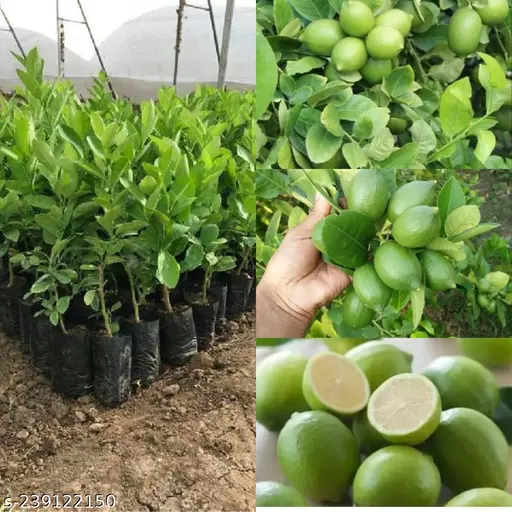 Seedless Lemon Plants
